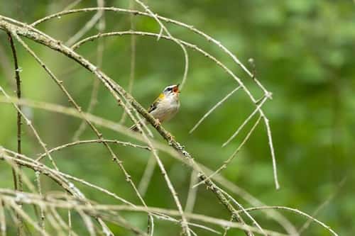 Firecrest Regulus ingricapilla, adult male singing from twigs, Forest of Dean, Gloucestershire, UK, June