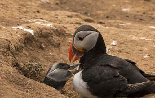 Puffin Fratercula artica, together with playful juvenile, Skomer Island Pembrokeshire Wales, July