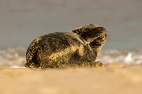 Atlantic grey seal Halichoerus grypus, adult covering face, Norfolk, December
