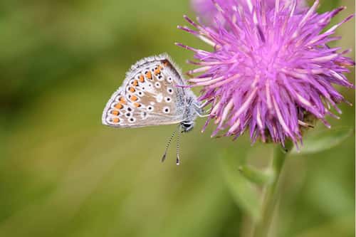 Brown argus Aricia agestis, perched on a knapweed flower, grassy area, nature reserve, County Durham, July