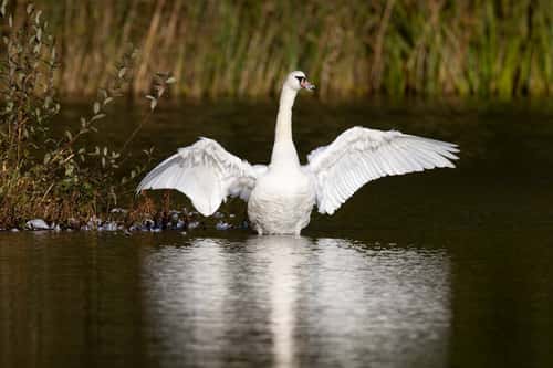 Mute swan Cygnus olor, adult stretching wings whilst preening in moult, Suffolk, England, UK, October