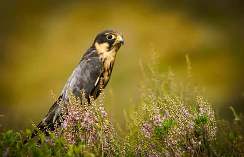 Hobby Falco subbuteo, perched on heathers, captive individual, South Scotland, UK, July