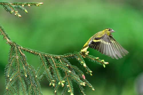 Siskin Carduelis spinus, male bird taking off from spruce branch in forestry plantation, Inverness-shire, Scotland, UK, May