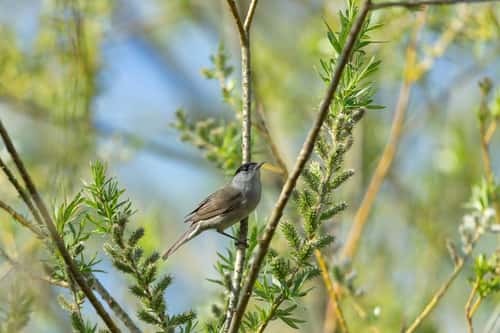 Blackcap Sylvia atricapilla, adult male perched in willow, Langford Lakes, Wiltshire, April