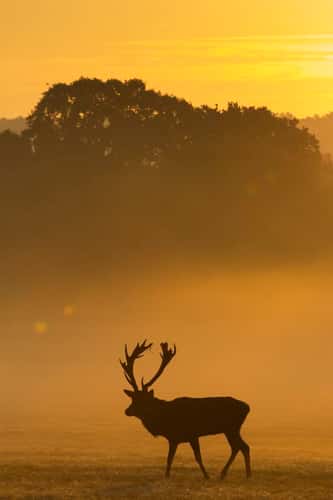 Red deer Cervus elaphus, stag on misty morning, Richmond Park, Greater London, October