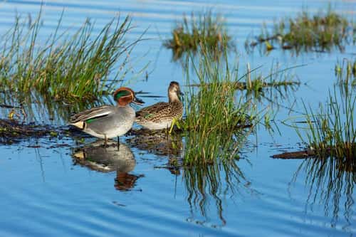 Eurasian teal Anas crecca, adult pair at rest on flooded marsh, Greylake RSPB Reserve, Somerset, March