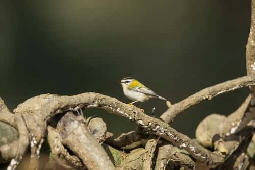 Firecrest Regulus ignicapilla, adult male, foraging amongst tree roots, New Forest, Hampshire, UK, March