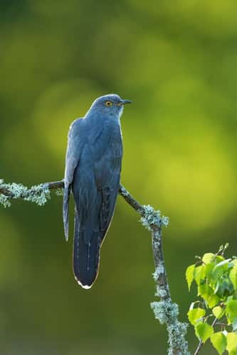 Common cuckoo Cuculus canorus, adult male perched, Thursley Common, Surrey, May