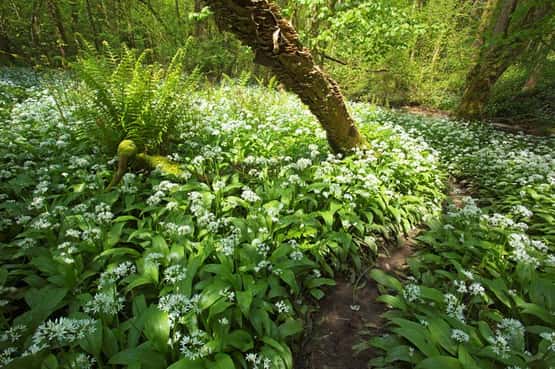 Wild garlic Allium ursinum, spring flowering carpet and a woodland path, Slade Bottom, Forest of Dean, Gloucestershire, May