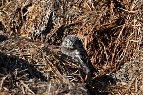 Little owl Athene noctua, juvenile hiding in haystack, front view, Spain, June