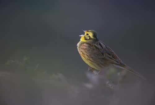 Yellowhammer Emberiza citrinell, adult male singing from recently-flailed hedge, Hertfordshire, England, UK, March