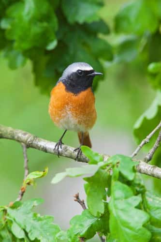 Common redstart Phoenicurus phoenicurus, adult breeding male perched in an English oak Quercus robur, Forest of Dean, Gloucestershire, May