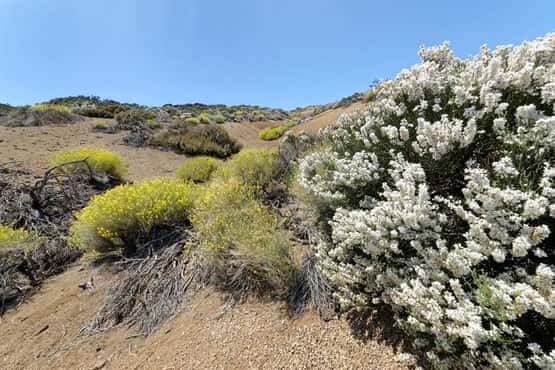 Montane endemic plants including Teide straw Descurainia bourgaeana, and Teide white broom Spartocytisus supranubius, flowering on a volcanic peak, Teide National Park, Tenerife, May