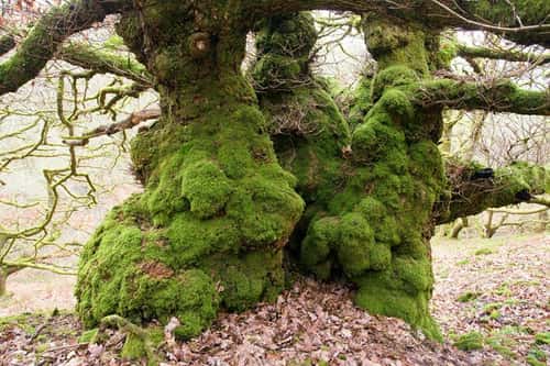 Upland Sessile oak Quercus petraea, ancient and gnarly mature native woodland tree covered in moss, Brecon Beacons National Park, Wales, February