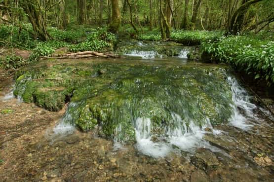 Tufa or Travertine dam, rare rock formation in a deciduous hazel woodland created by algae and bryophytes depositing calcium biogenically upon bedded limestone thus impeding water flow, Slade Bottom, Forest of Dean, Gloucestershire, April
