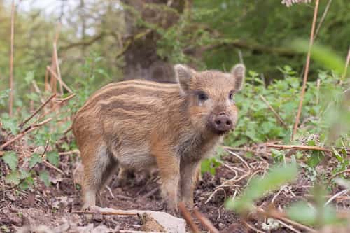 Wild boar Sus scrofa, piglet or boarlet takes a rest from rooting the soil, Forest of Dean, Gloucestershire, May