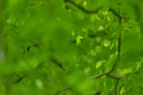 European beech Fagus sylvatica, in leaf, Exmoor National Park, Somerset, England, UK, May
