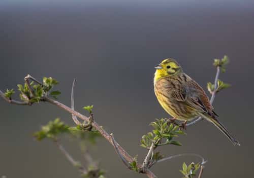 Yellowhammer Emberiza citrinell, adult male singing from hedge, Hertfordshire, England, UK, March