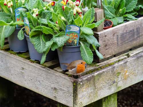 European robin Erithacus rubecula, in outdoor plant sales area of garden centre, Norfolk, March