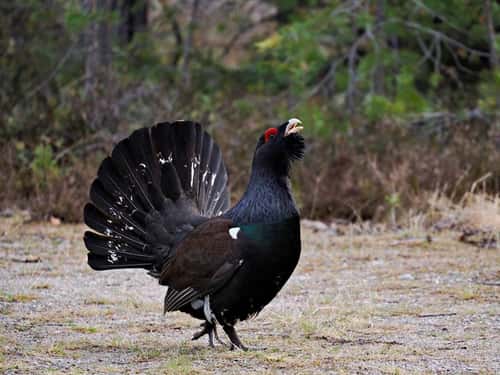 Capercaillie Tetrao urogallus, adult male displaying on bank at edge of pine forest, Kuusamo, Norway, May