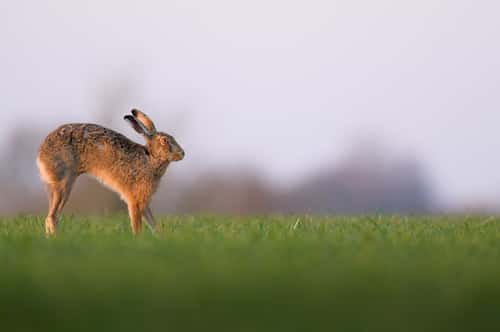 European hare Lepus europaeus, streching out on low arable farmland, Hertfordshire, England, UK, March