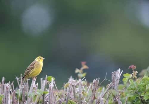 Yellowhammer Emberiza citrinell, adult male perched on hedgerow, Hertfordshire, England, UK, May