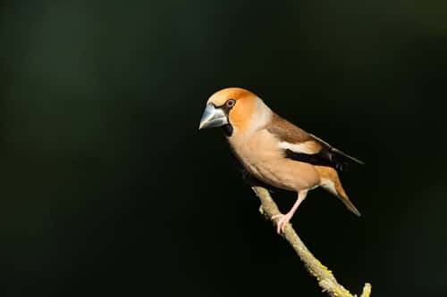 Hawfinch Coccothraustes coccothraustes, adult male perched in woodland, Tiszaalpár, Hungary, May