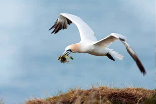 Northern gannet Morus bassanus, breeding adult taking off after collecting grassy nesting material, Bempton Cliffs RSPB, Northumberland, July