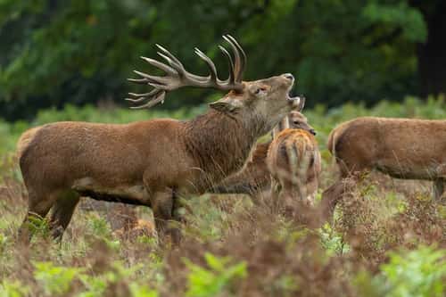 Red deer Cervus elaphus, stag, Bushy Park, London, UK, September