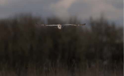 Barn owl Tyto alba, hunting in flight over rough grassland, Gloucestershire, England, UK, March