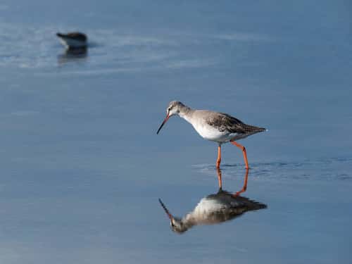 Spotted redshank Tringa erythropus, in Fishtail Lagoon, Lymington and Keyhaven Marshes Nature Reserve, Hampshire County Council Reserve, Hampshire, England, UK, September