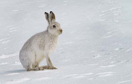 Mountain hare Lepus timidus, sitting on snow-covered ground, North Scotland, UK, February
