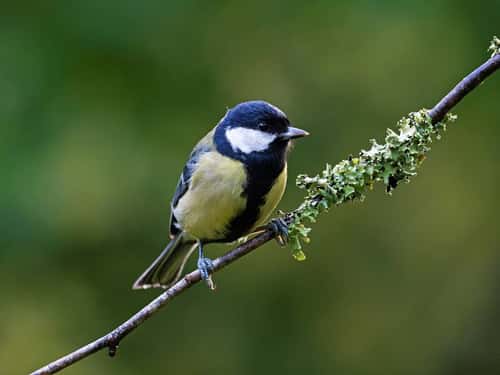 Great tit Parus major, perched on a small branch in woodland, Sandleheath, near Fordingbridge, Hampshire, England, UK, October