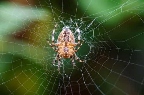 Garden spider Araneus diadematus, adult female on web, Cambridge, Cambridgeshire, England, UK, August