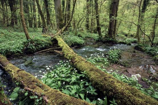 Wild garlic Allium ursinum, spring flowering carpet surrounds woodland stream with cascades over rare travertine or tufa rock, Slade Bottom, Forest of Dean, Gloucestershire, April