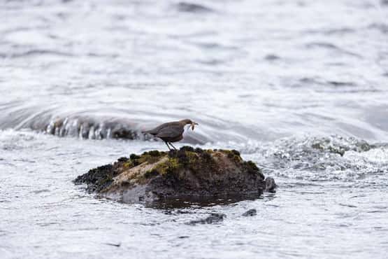 White-throated dipper Cinclus cinclus, adult carrying food, Glen Aros, Isle of Mull, Scotland, UK, April