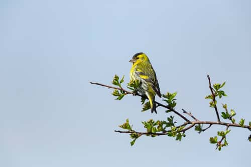Eurasian siskin Spinus spinus, adult male perched in treetop, Exmoor National Park, Somerset, England, UK, May
