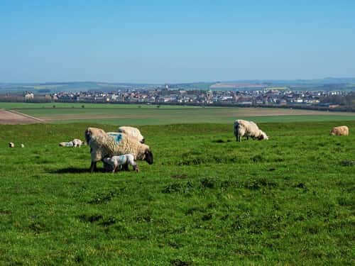 Sheep Ovies aries, ewes and lambs on grassland, Maiden Castle Iron Age Hill Fort with the town of Poundbury beyond, England, UK, April