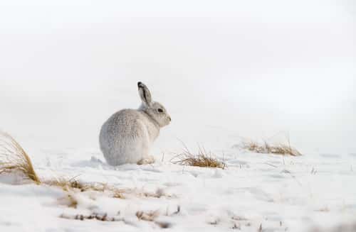 Mountain hare Lepus timidus, resting on snow-covered ground, North Scotland, UK, February