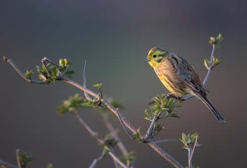 Yellowhammer Emberiza citrinell, adult male perched on hedge, Hertfordshire, England, UK, March