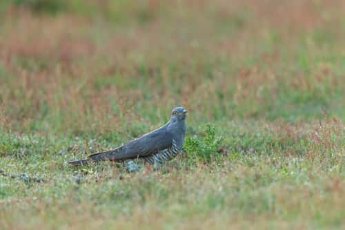 Common cuckoo Cuculus canorus, adult male foraging on ground, Thursley Common, Surrey, May