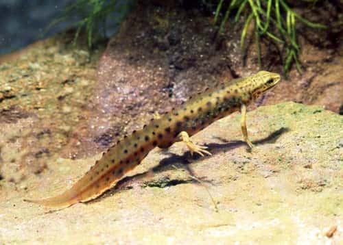 Smooth newt Triturus vulgaris, adult female swimming, taken in photo aquarium, Czech Republic, May