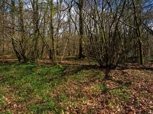 Deciduous woodland, Castle Hill Wood, Edmondsham Estate, Dorset, England, UK, April