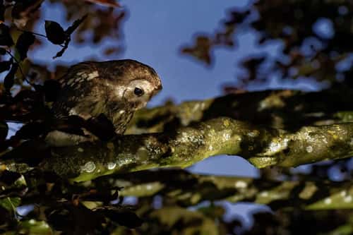 Tawny owl Strix aluco, adult peering down from a tree branch as it hears potential rodent prey moving around on the ground below, Wiltshire garden, UK, June