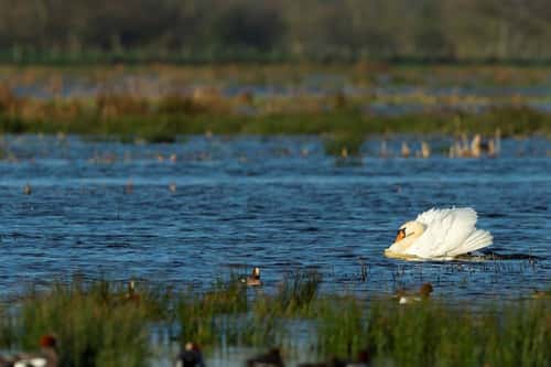 Mute swan Cygnus olor, adult in threat posture crossing flooded marsh, Greylake RSPB Reserve, Somerset, March