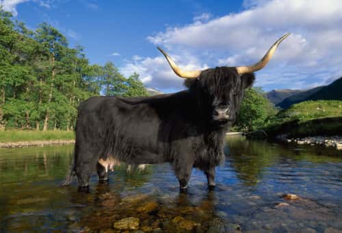Highland cow Bos taurus, original black form of this breed standing in River Nevis, Glen Nevis, Inverness-shire, Scotland, UK, June