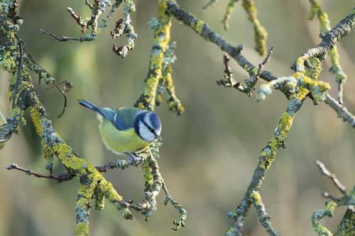 European blue tit Cyanistes caeruleus, adult perched in lichen-covered tree, Greylake RSPB Reserve, Somerset, February