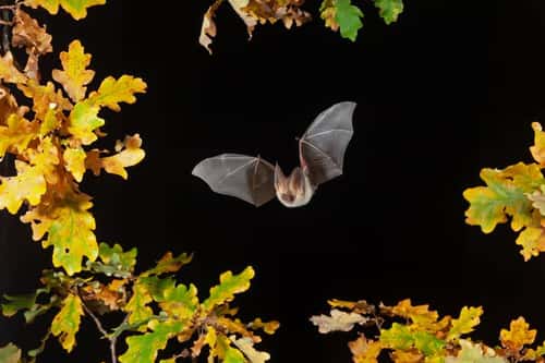 Brown long eared bat Plecotus auritus, adult hunting at night, France, October