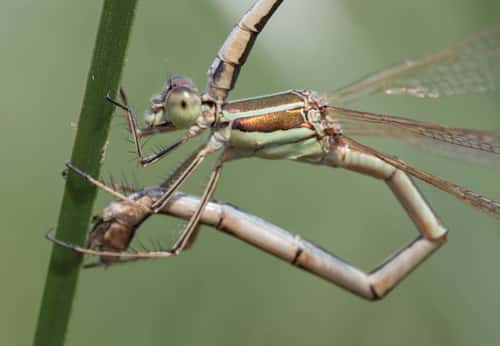 Southern emerald damselfly Lestes barbarus, pair egg laying on a stem, Essex, England, UK, August