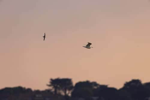 Little tern Sternula albifrons, adult in flight chasing European herring gull Larus argentatus, Chesil Beach, Dorset, UK, June
